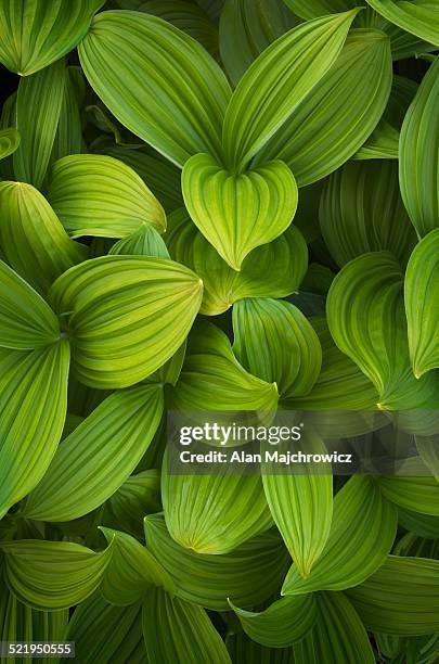 false helebore (veratrum viride) corn lily - false helebore veratrum viride corn lily stock pictures, royalty-free photos & images