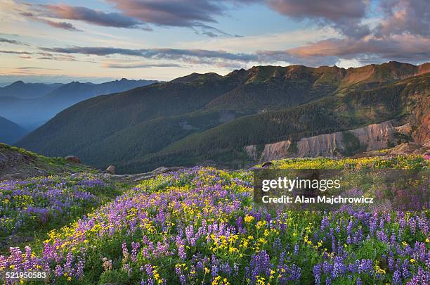meadows of heliotrope ridge north cascades - north cascades national park stock pictures, royalty-free photos & images