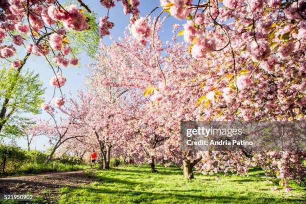 cherry blossoms, central park - cherry blossom tree stock-fotos und bilder