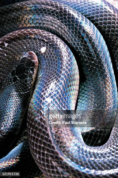 loxocemus bicolor (mexican burrowing python) - iridescent stockfoto's en -beelden