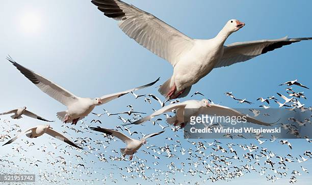 migrating snow geese - goose foto e immagini stock