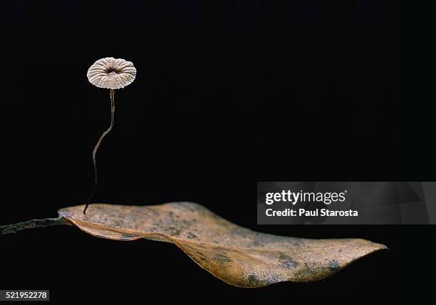 marasmius quercophilus (parachute fungus) - marasmius stock pictures, royalty-free photos & images