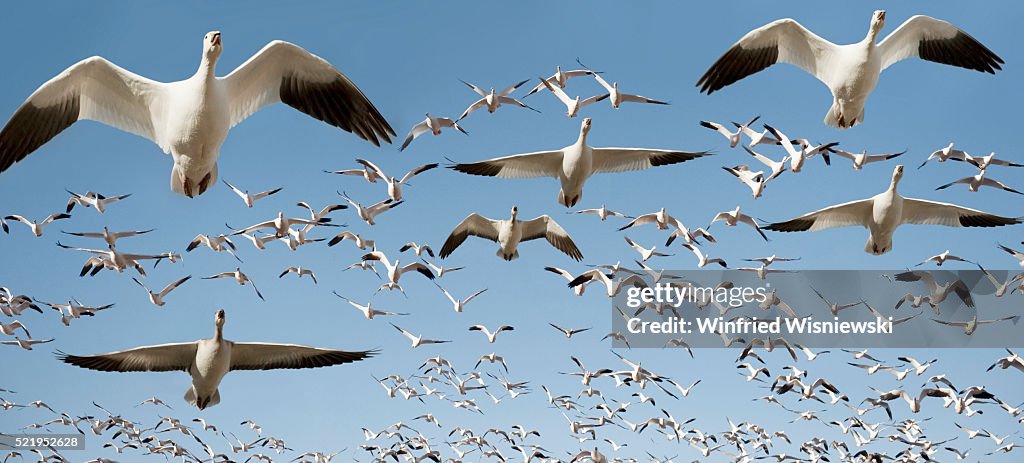 Flock of snow geese in flight