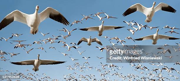 flock of snow geese in flight - migrazione animale foto e immagini stock