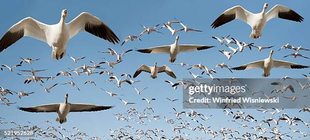 flock of snow geese in flight - migration bildbanksfoton och bilder