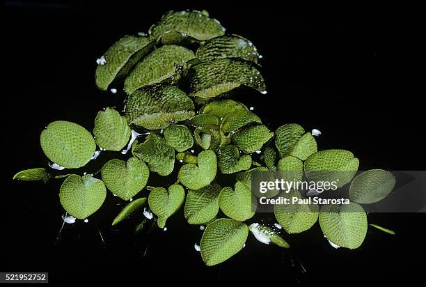 salvinia auriculata (eared watermoss, african payal, butterfly fern) - salvinia stock pictures, royalty-free photos & images