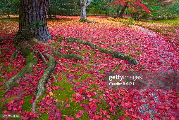 autumn maple leaves cover a gravel footpath through the grounds at shugakuin imperial villa in the northeastern area of kyoto, japan - shugakuin villa stock pictures, royalty-free photos & images