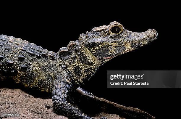 osteolaemus tetraspis (dwarf crocodile) - african dwarf crocodile stock pictures, royalty-free photos & images