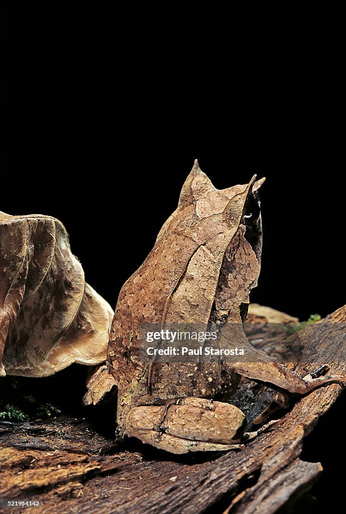 Megophrys nasuta (Malayan horned frog, long-nosed horned frog, Malayan leaf frog)