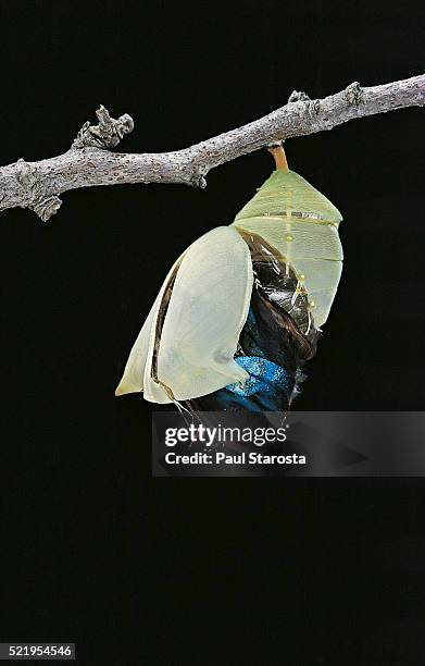morpho peleides (blue morpho) - emerging from pupa - salir del huevo fotografías e imágenes de stock