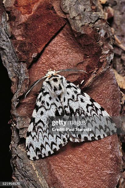 57 Monacha Stock Photos, HighRes Pictures, and Images Getty Images