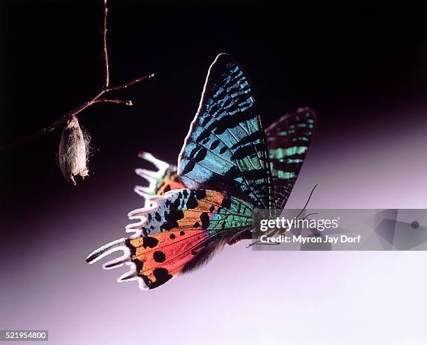 metamorphosis of a butterfly - changing stockfoto's en -beelden