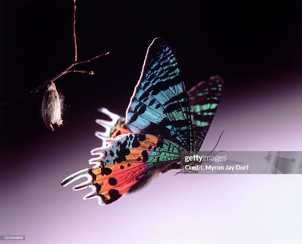 Metamorphosis of a Butterfly