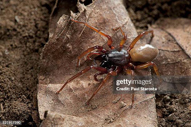 dysdera crocata (woodlouse spider, slater spider) - potato bug fotografías e imágenes de stock