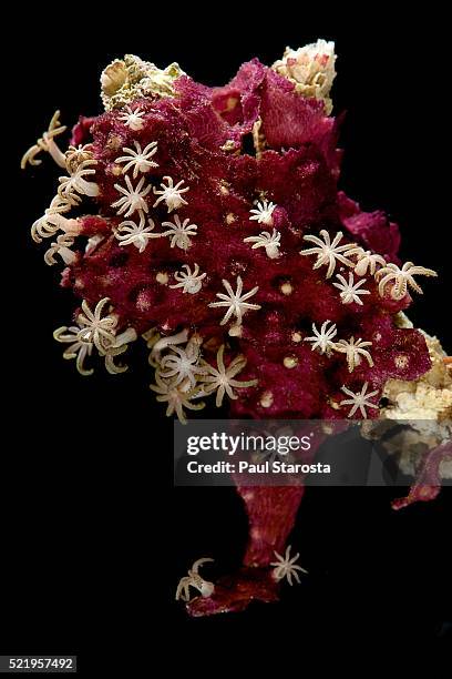 pachyclavularia sp. (organ-pipe coral) - organ pipe coral stock pictures, royalty-free photos & images