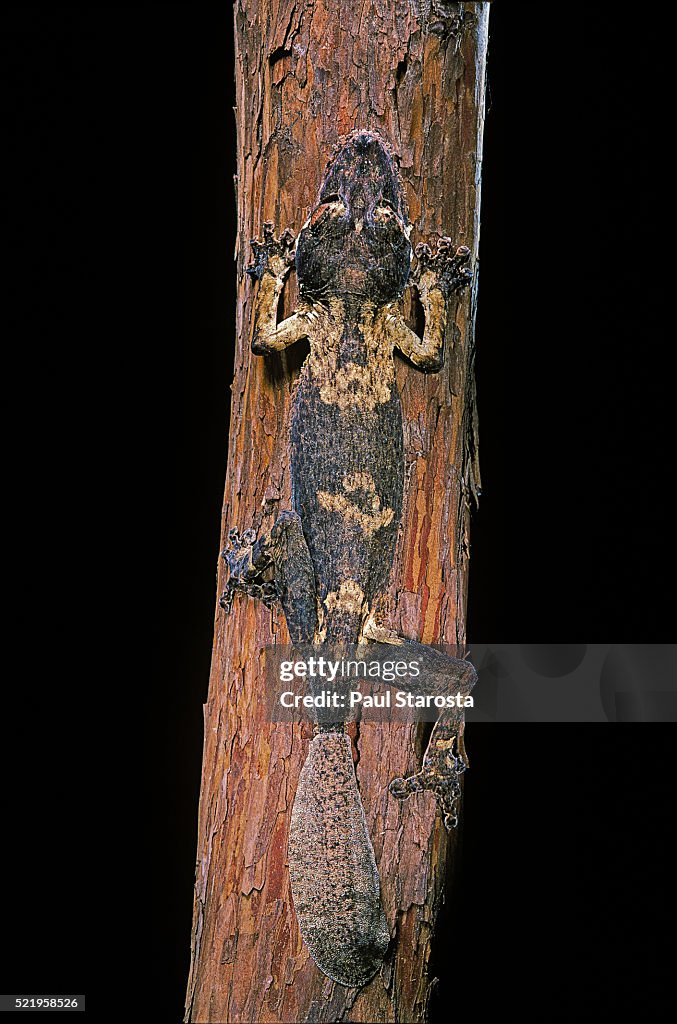 Uroplatus henkeli (flat-tailed gecko)