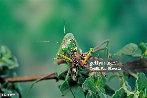mantis religiosa (praying mantis) - feeding on a grasshopper - mantis religiosa fotografías e imágenes de stock