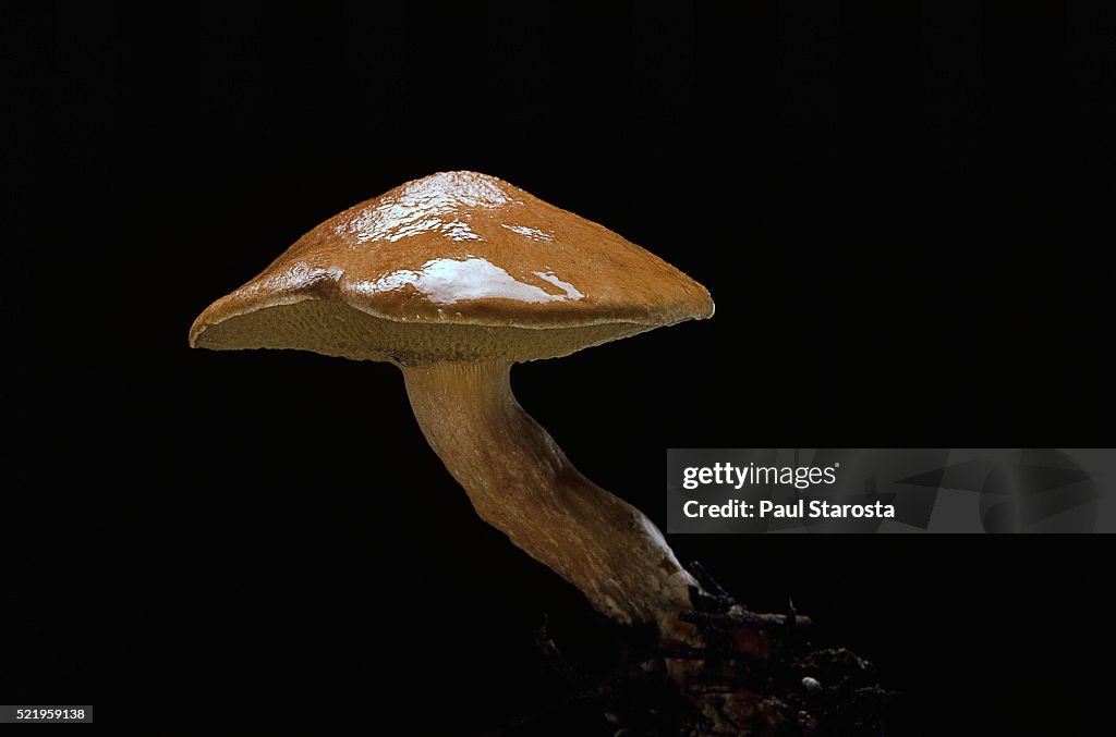 Suillus bovinus (Jersey cow mushroom, bovine bolete)