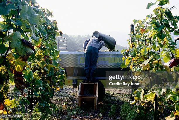 harvesting wine grapes near moselle river - mosel river stock pictures, royalty-free photos & images