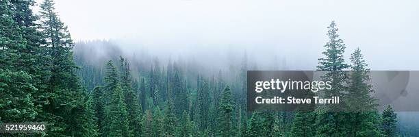 evergreen forest - oregon - evergreen forest stock-fotos und bilder