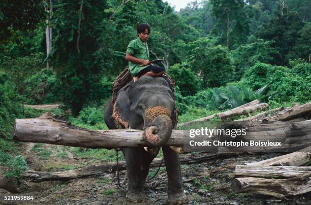 working elephant lifting logs - teak tree stock pictures, royalty-free photos & images