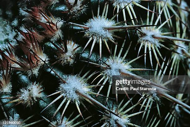 Parodia Rutilans Parodias Photos and Premium High Res Pictures - Getty Images