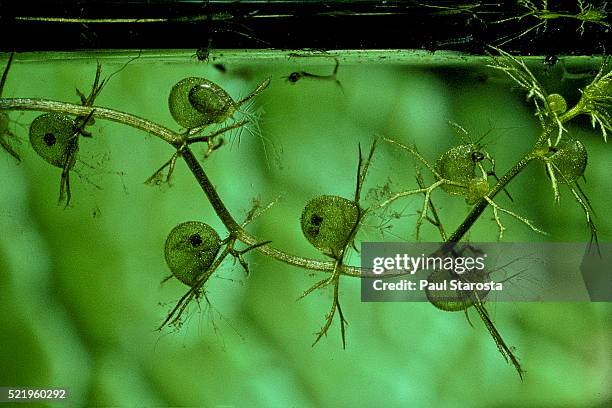 utricularia vulgaris (greater bladderwort, common bladderwort) - with caught mosquito larvae (underwater) - erba vescica foto e immagini stock