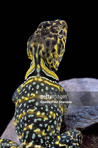 crotaphytus collaris (collared lizard) - lagarto de collar fotografías e imágenes de stock