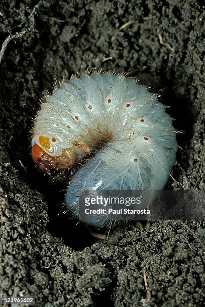 melolontha melolontha (cockchafer, maybug) - larva or white grub in earth - larva stock-fotos und bilder