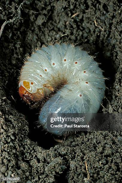 melolontha melolontha (cockchafer, maybug) - larva or white grub in earth - 幼虫 ストックフォトと画像