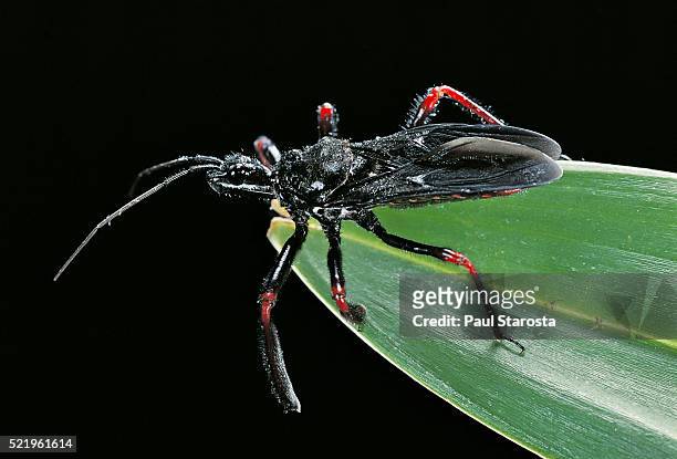 apiomerus geniculatus (assassin bug) - kissing bug fotografías e imágenes de stock