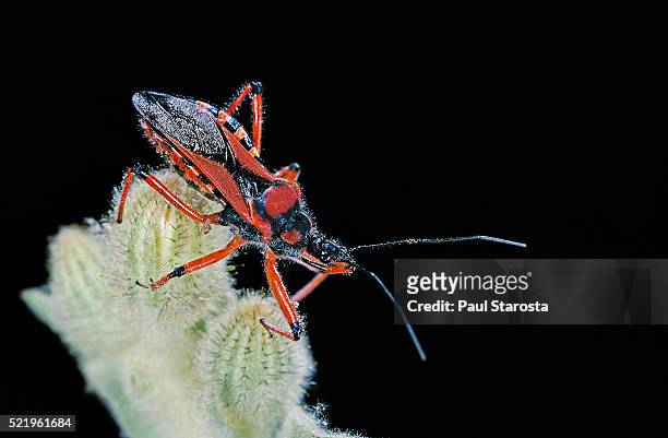 rhynocoris iracundus (thread-legged bug, assassin bug) - kissing bug fotografías e imágenes de stock