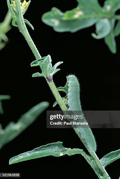 pieris rapae (small cabbage butterfly, common white; small white) - caterpillar - cruciferae stockfoto's en -beelden