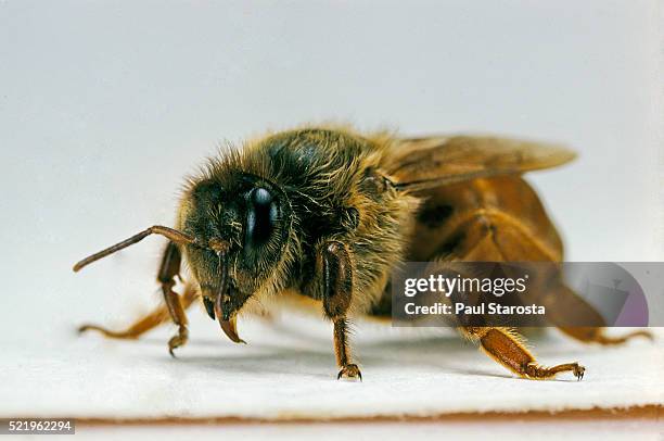 apis mellifera (honey bee) - queen - queen bee stock pictures, royalty-free photos & images