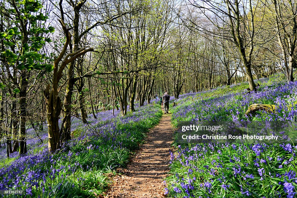 A stroll Among The Bluebells