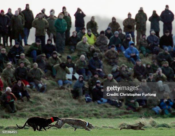 The crowd watch as greyhounds chance a Hare at the last Waterloo Cup Hare coursing event, February 14, 2005 near Liverpool, England. Coursing is one...