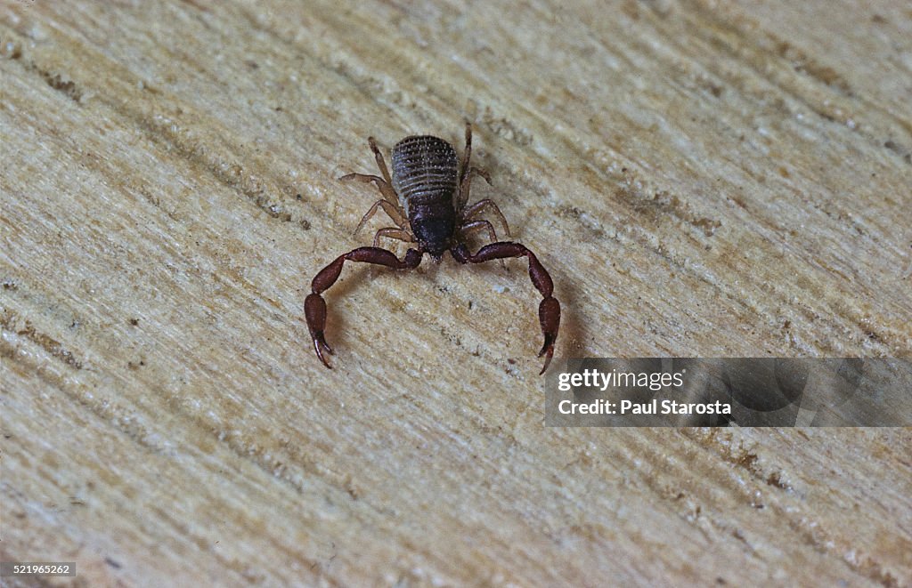 Chelifer cancroides (false scorpion, book scorpion)