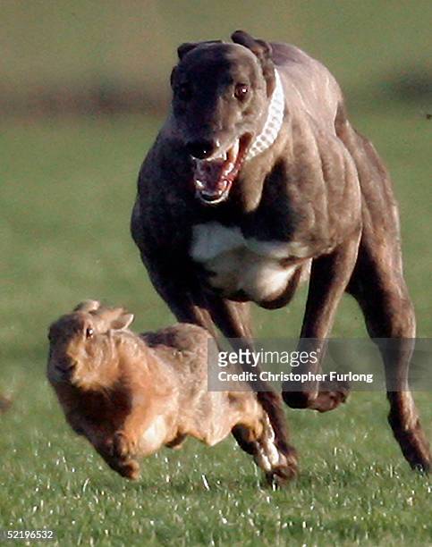 waterloo cup the blue riband of coursing - greyhound racing stock pictures, royalty-free photos & images