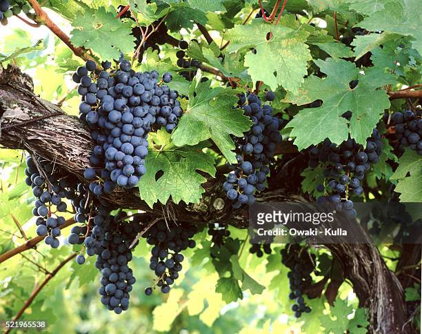 cabernet sauvignon grapes on the vine - cabernet sauvignon traube stock-fotos und bilder