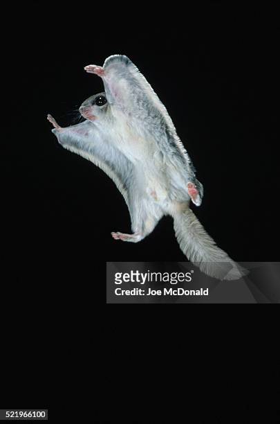 southern flying squirrel in flight - flying squirrel stock pictures, royalty-free photos & images