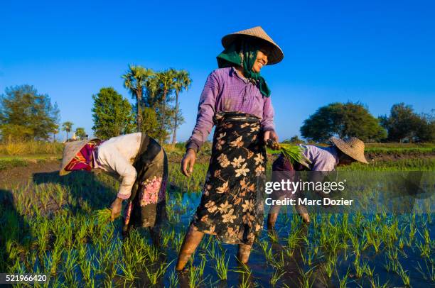 rice field in ava - ava stock pictures, royalty-free photos & images