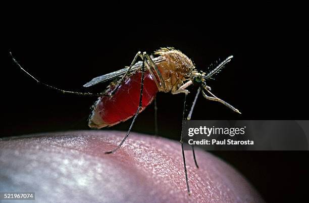 culex pipiens (common house mosquito) - gorged with human blood - zanzara foto e immagini stock