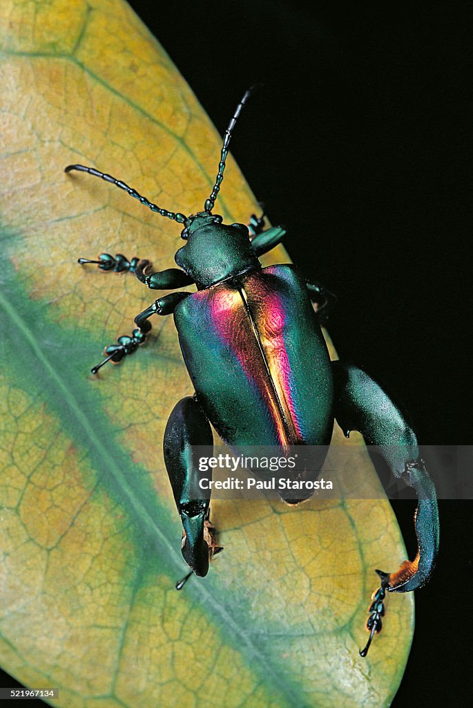 Sagra buqueti (frog-legged leaf beetle)