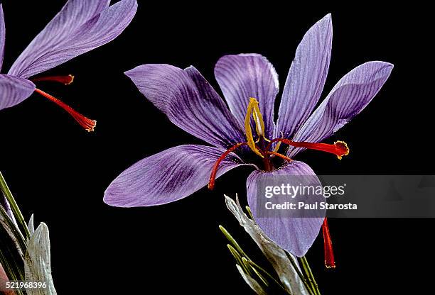 crocus sativus (autumn crocus, saffron crocus) - azafrán familia del iris fotografías e imágenes de stock