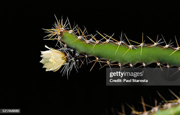 pfeiffera ianthothele - paul thorn stock pictures, royalty-free photos & images