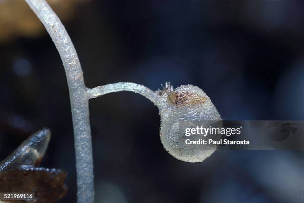 utricularia tricolor (bladderwort) - underground trap - erba vescica foto e immagini stock