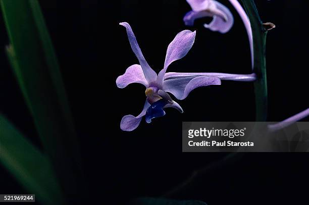 vanda coerulescens (sky blue vanda, singapore orchid) - vandaceous stockfoto's en -beelden