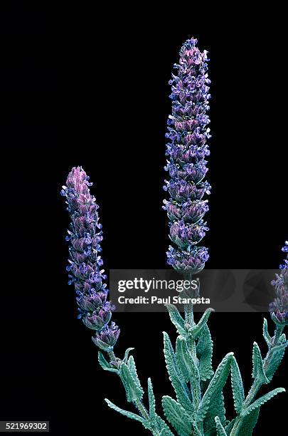 nepeta tuberosa (catmit) - catmint stock pictures, royalty-free photos & images