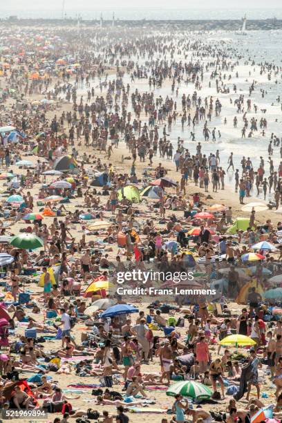 netherlands, scheveningen, people sunbathing - the hague summer stock pictures, royalty-free photos & images