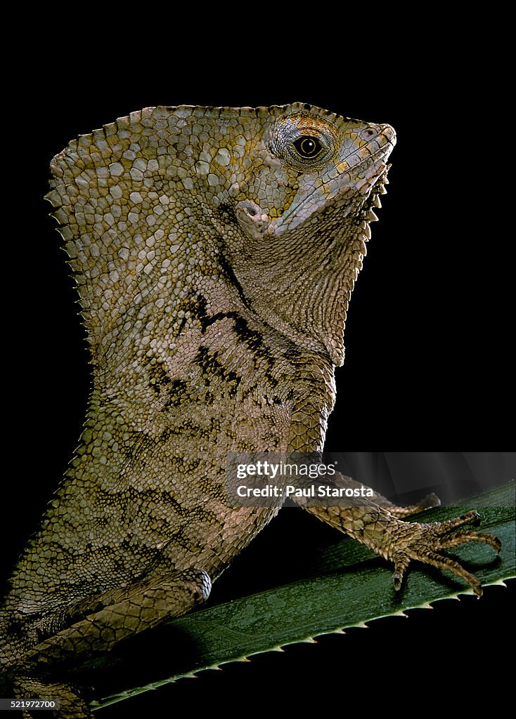 Corytophanes cristatus (helmeted iguana)